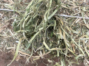 Pea hay 2026