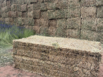 Pea hay 2026