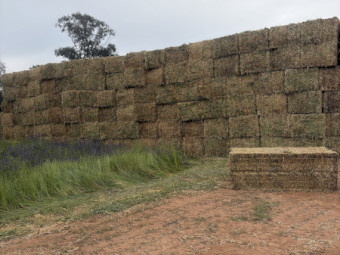 Pea hay 2026