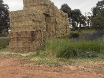 Pea hay 2026
