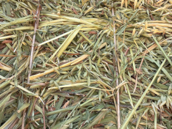  Oaten Hay 650+ 8x4x3 Bales (New Season)
