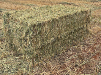 100mt Oaten Hay 8x4x3 Bales (New Season)