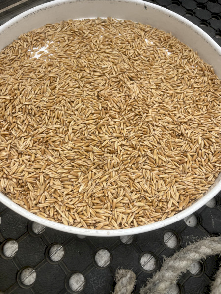 88mt Matika Milling Oats