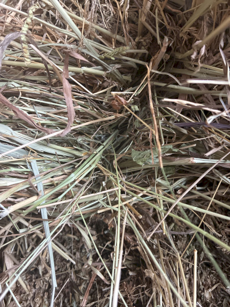 Pasture hay small squares 