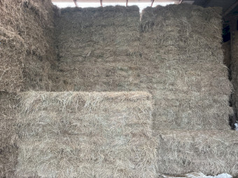 Pasture hay small squares 