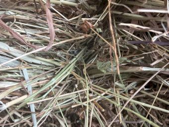 Pasture hay small squares 