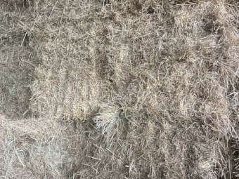 Pasture hay small squares 