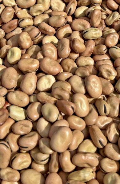 Faba Beans