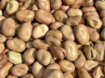 Faba Beans