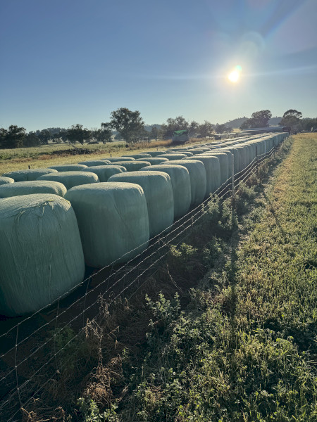 Quality Lucerne/Clover Haylage 