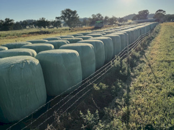 Quality Lucerne/Clover Haylage 