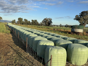 Quality Lucerne/Clover Haylage 