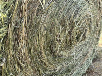 Quality Lucerne/Clover Haylage 