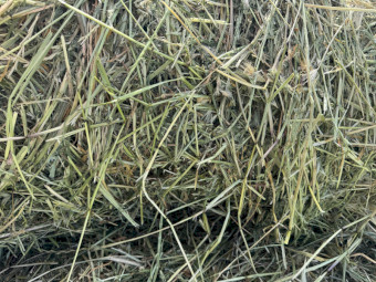 Quality Lucerne/Clover Haylage 