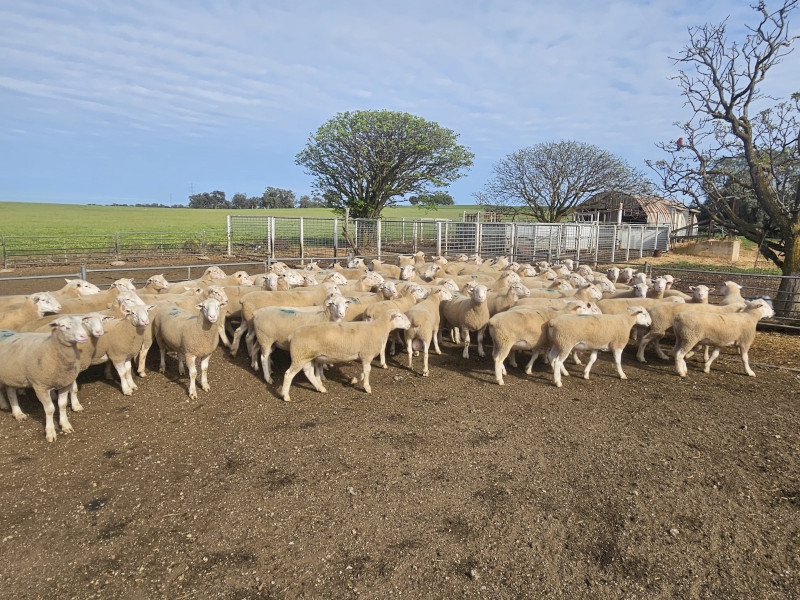 White Suffolk Rams