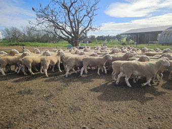 White Suffolk Rams