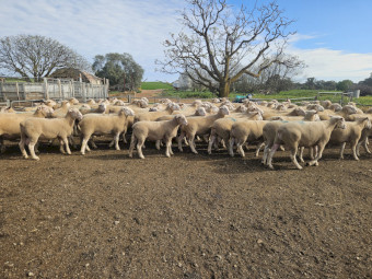 White Suffolk Rams