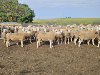 White Suffolk Rams