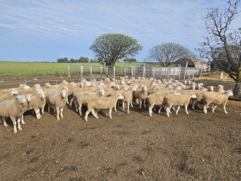 White Suffolk Rams