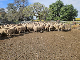 Charollais Rams