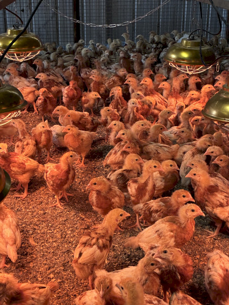 HYLINE BROWN CHICKS 4wks