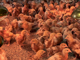 HYLINE BROWN CHICKS 4wks