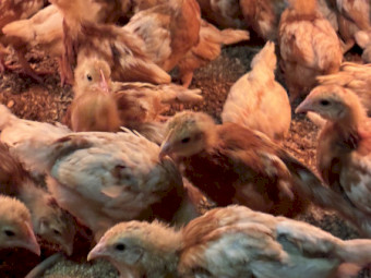 HYLINE BROWN CHICKS 4wks
