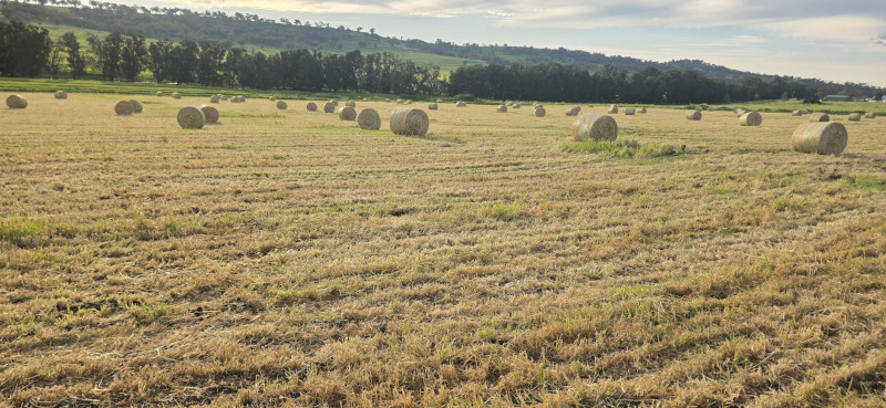 150mt Kracken Forage Barley Hay Round Bales