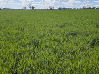 150mt Kracken Forage Barley Hay Round Bales