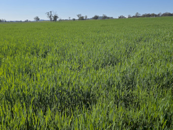 150mt Kracken Forage Barley Hay Round Bales