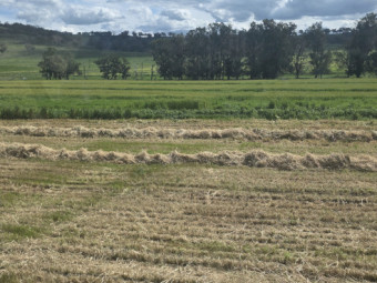 150mt Kracken Forage Barley Hay Round Bales