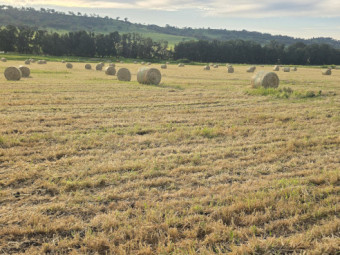 150mt Kracken Forage Barley Hay Round Bales