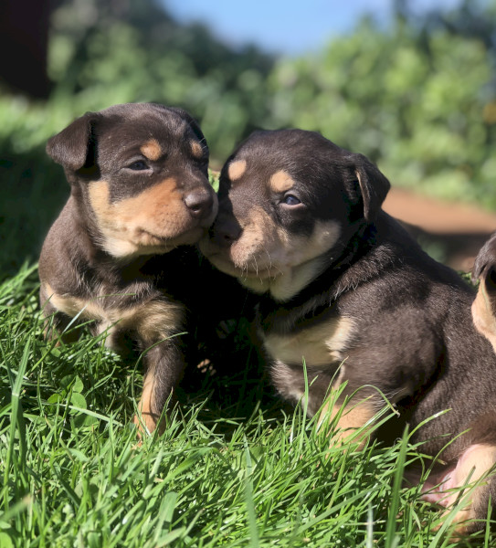 Purebred Red and Tan Working Kelpie Pups