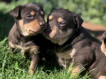 Purebred Red and Tan Working Kelpie Pups