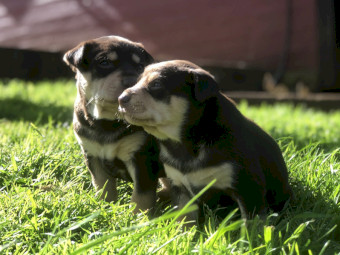 Purebred Red and Tan Working Kelpie Pups