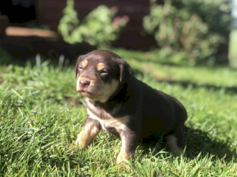 Purebred Red and Tan Working Kelpie Pups