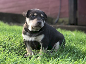 Purebred Red and Tan Working Kelpie Pups