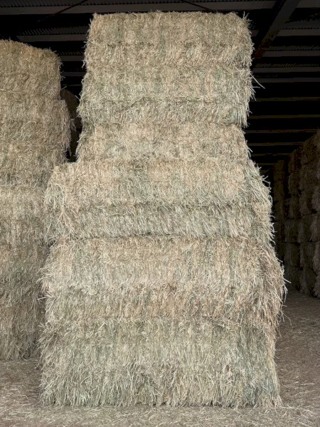 Barley Hay 2026 / current season