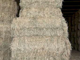 Barley Hay 2026 / current season