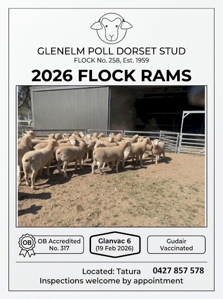 Poll Dorset Flock Rams