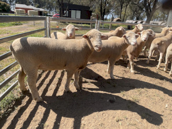 Poll Dorset Flock Rams