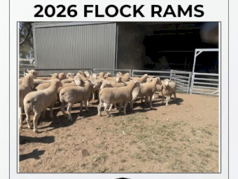 Poll Dorset Flock Rams