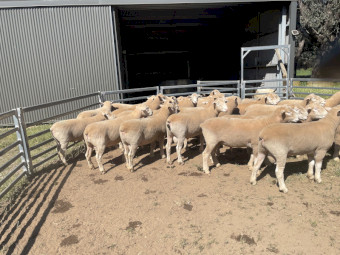 Poll Dorset Flock Rams