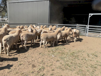 Poll Dorset Flock Rams