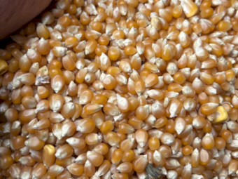 27MT Popcorn
