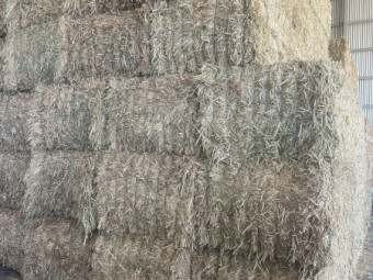 500mt Oaten Hay 660kg 8x4x3 Bales (New Season)