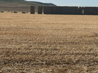 500mt Oaten Hay 660kg 8x4x3 Bales (New Season)