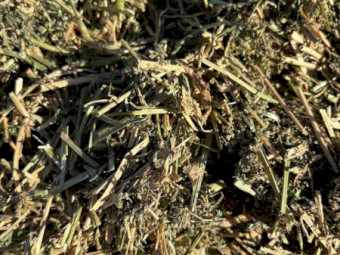 Lucerne Hay Round Bales x 120