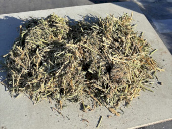 Lucerne Hay Round Bales x 120