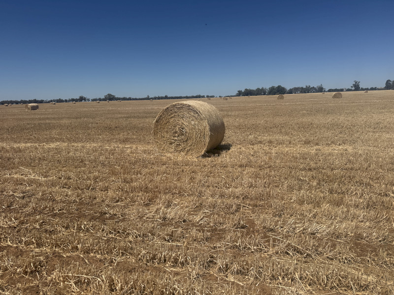 Barley Hay 450-480kg Round Bales x 200